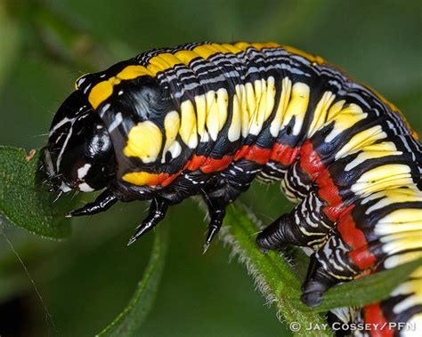 owlet moth caterpillar.